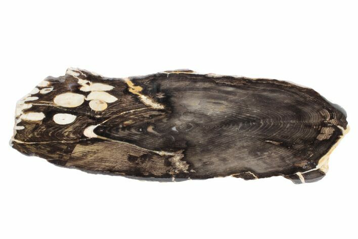 Petrified Peanut Wood Round - Australia #239842